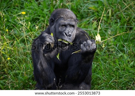Adult gorilla eating leaves from a tree. Great primates. Endangered animals. Close-up of a gorilla. Large apes.
