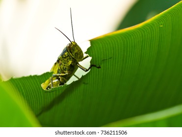 An adult grashopper peeking through the eaten leaf with bright background