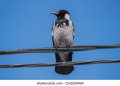 2,660 Crows on wire Images, Stock Photos & Vectors | Shutterstock