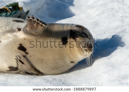 An adult gray harp seal lays on a white bank of snow and ice. The large animal has light grey fur with dark spots on its skin. There are crab pots in the background made of green rope and wire.  