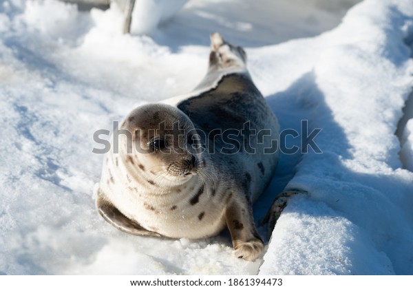 An adult gray harp seal lays on a fresh white bank of\
snow and ice. The large animal has light grey fur with dark harp\
shape spots on its skin. The sun is shining on the animal\'s soft\
gray fur. 