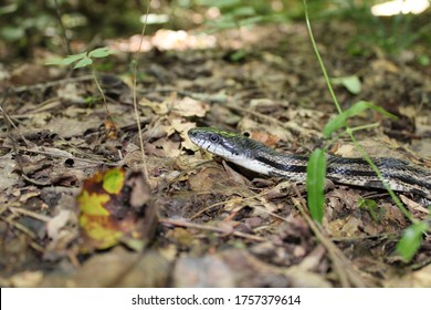 Adult Gray Rat Snake Close Up