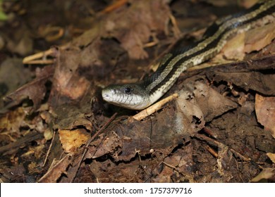 Adult Gray Rat Snake Close Up