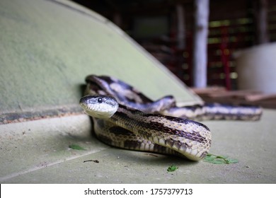 Adult Gray Rat Snake On Antique Mustang