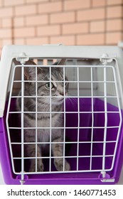 Adult Gray Scared Cat In White-purple Carrying Behind Bars