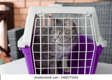 Adult Gray  Scared Cat In White-purple Carrying Behind Bars