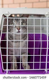 Adult Gray Scared Cat In White-purple Carrying Behind Bars