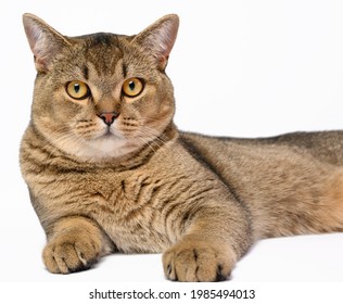 Chat Rigolo Images Photos Et Images Vectorielles De Stock Shutterstock