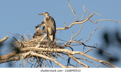 An adult great blue heron stands on a bare cottonwood tree branch near it's nest with a pair of young herons interacting with each other on the nest behind it.