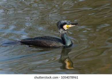Adult Great Cormorant  Swiming In The Canal In Winter, The Netherlands