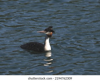 Adult Great Crested Grebe (Podiceps cristatus) with a young bird a few days old that still has its striped crest feathers. Garbsen, Black Sea (Schwarzer See), Lower Saxony, Germany - Shutterstock ID 2194762309