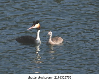 Adult Great Crested Grebe (Podiceps cristatus) with a young bird a few days old that still has its striped feathers. Garbsen, Black Sea (Schwarzer See), Lower Saxony, Germany. - Shutterstock ID 2196325753