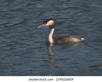 Adult Great Crested Grebe (Podiceps cristatus) swimming on the Black Lake (Schwarzer See). Garbsen, Lower Saxony, Germany. - Shutterstock ID 2196326859