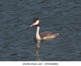 Adult Great Crested Grebe (Podiceps cristatus) swimming on the Black Lake (Schwarzer See). Garbsen, Lower Saxony, Germany. - Shutterstock ID 2196326861