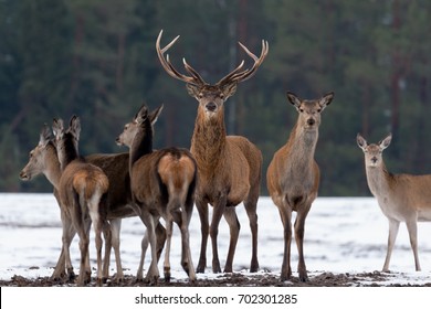Adult Great Deer (Cervus Elaphus), Dedicated Depth Of Focus, Surrounded By Herd. Noble Red Deer, Standing In Belorussian Forest. Portrait Of Deer Stag,While Looking At You In Winter Time. Belarus