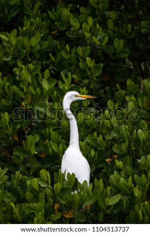 Similar – Image, Stock Photo Adult Great egret bird Ardea alba perches in a tree