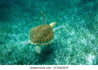 An Adult Green Sea Turtle Swims Over A Shallow Coral Reef And Sea Grass Bed In The Turquoise Ocean Waters Of Smith's Reef Off The Island Of Providenciales, Turks And Caicos Islands. 