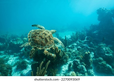 An adult green sea turtle swims over a shallow coral reef and sea grass bed in the turquoise ocean waters of Smith's Reef off the island of Providenciales, Turks and Caicos Islands.