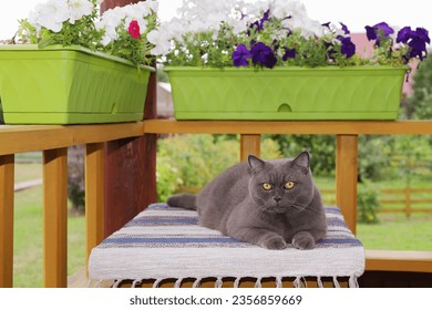 An adult grey cat sits on a table in the corner of terrace near flower pots.