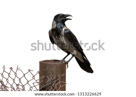 Adult grey crow perching on wire mesh fence. Hooded crow with gray and black plumage (Corvus cornix) on clear white background.