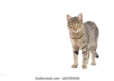 Adult Grey Tabby Cat Standing Isolated On White Background