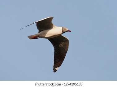 Adult Grey-headed Gull (Larus cirrocephalus poiocephalus) in flight