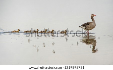adult greylag goose on the lake followed from its squabs reflecting in the water - national park Neusiedlersee Seewinkel Burgenland Austria Stock photo © 