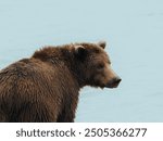 Adult grizzly bear resting while fishing for salmons in Katmai National Park, Alaska.