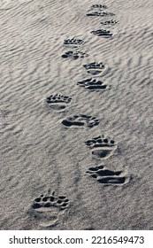 Adult Grizzly Bear Tracks On Sandy Beach, Lake Clark National Park And Preserve, Alaska, Silver Salmon Creek