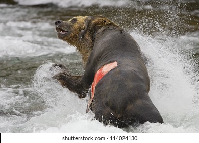 Adult Grizzly Bears fight for fishing rights Brooks Falls - Alaska