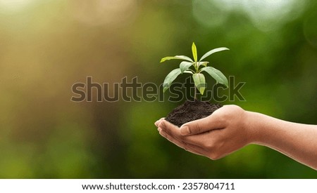 adult hands holding a tree growing on a green sunset background. world eco day concept