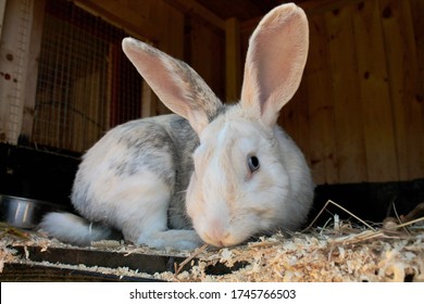 Adult Harlequin Gotland Rabbit In A Hutch