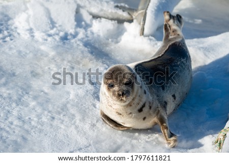 An adult harp seal or saddleback seal lays on a fresh blanket of fresh white snow. The grey harbour seal has its head up looking forward with its dark eyes, soft spotted fur coat and sharp claws. 