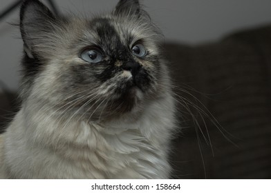 Adult Himalayan Cat Pure Breed Stock Photo 158664 | Shutterstock