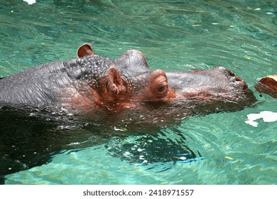 Adult hippo hippopotamus close up head face. Eyes ears muzzle. Water. Swim swimming. Zoo enclosure. Captivity. Conservation. Education. Tourist attraction. Float floating. Wild animal wildlife. 