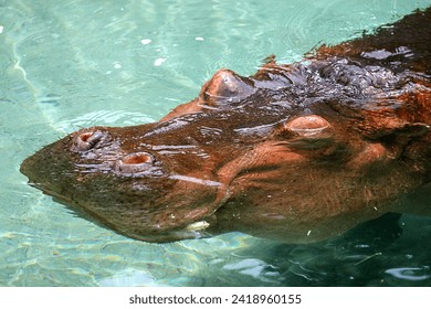 Adult hippo hippopotamus. Submerged in water. Eyes closed nostrils above. Close up. Head face. Wildlife wild animal. Vulnerable species. Swim swimming. Zoo habitat enclosure. Captive captivity.