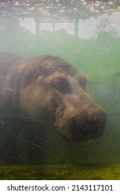 An Adult Hippo Sleeping Underwater