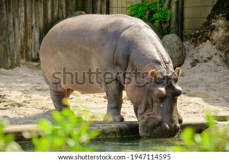 Adult hippopotamus in the zoo near the water 