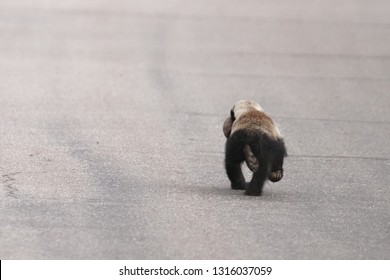 Adult Honey Badger on the run carrying her helpless baby