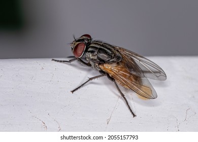 Adult House Fly of the species Musca domestica