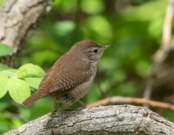 Adult House Wren Perched On Branch