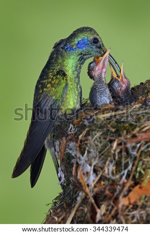 Adult hummingbird feeding two chicks in the nest, Green Violet-ear, Colibri thalassinus shiny bird from Savegre, Costa Rica.
