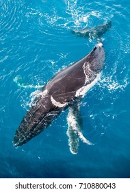 Adult Humpback Whale Surfacing, Kimberley Coast, Australia