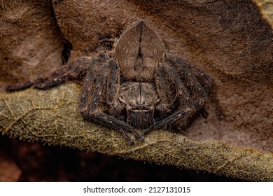Adult Huntsman Spider of the Genus Polybetes