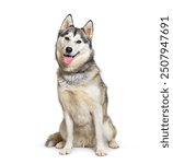 Adult husky dog sitting on a white background, sticking out tongue and panting