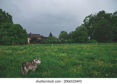 An Adult Husky Dog Walks In A Meadow On The Green Grass. House In Background. Electric Poultry Fence. Early Summer