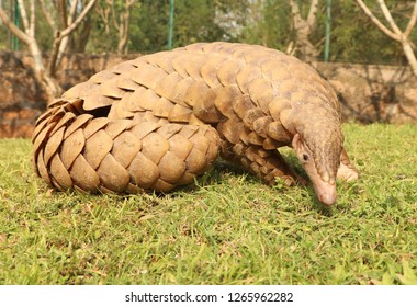 Adult Indian pangolin