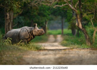Adult Indian rhinoceros crossing a safari trail at Kaziranga National Park, Assam