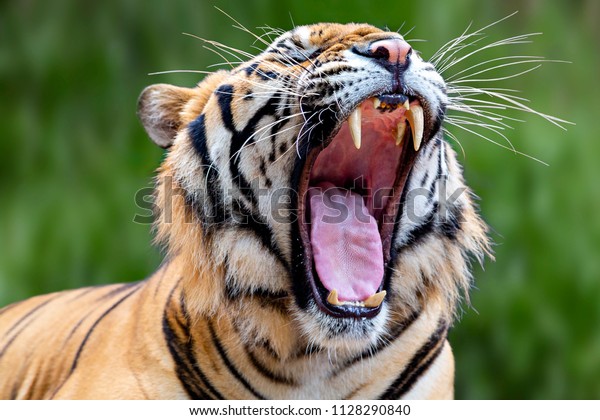 Adult Indochinese Tiger Mouth Wide Open Stock Photo 1128290840 ...