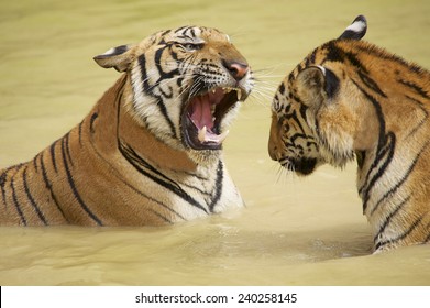 Adult Indochinese Tigers (Panthera Tigris Corbetti) Fight In The Water.